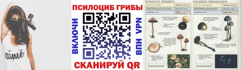 Купить закладки  Славск  Галлюциногенные грибы Psilocybe 